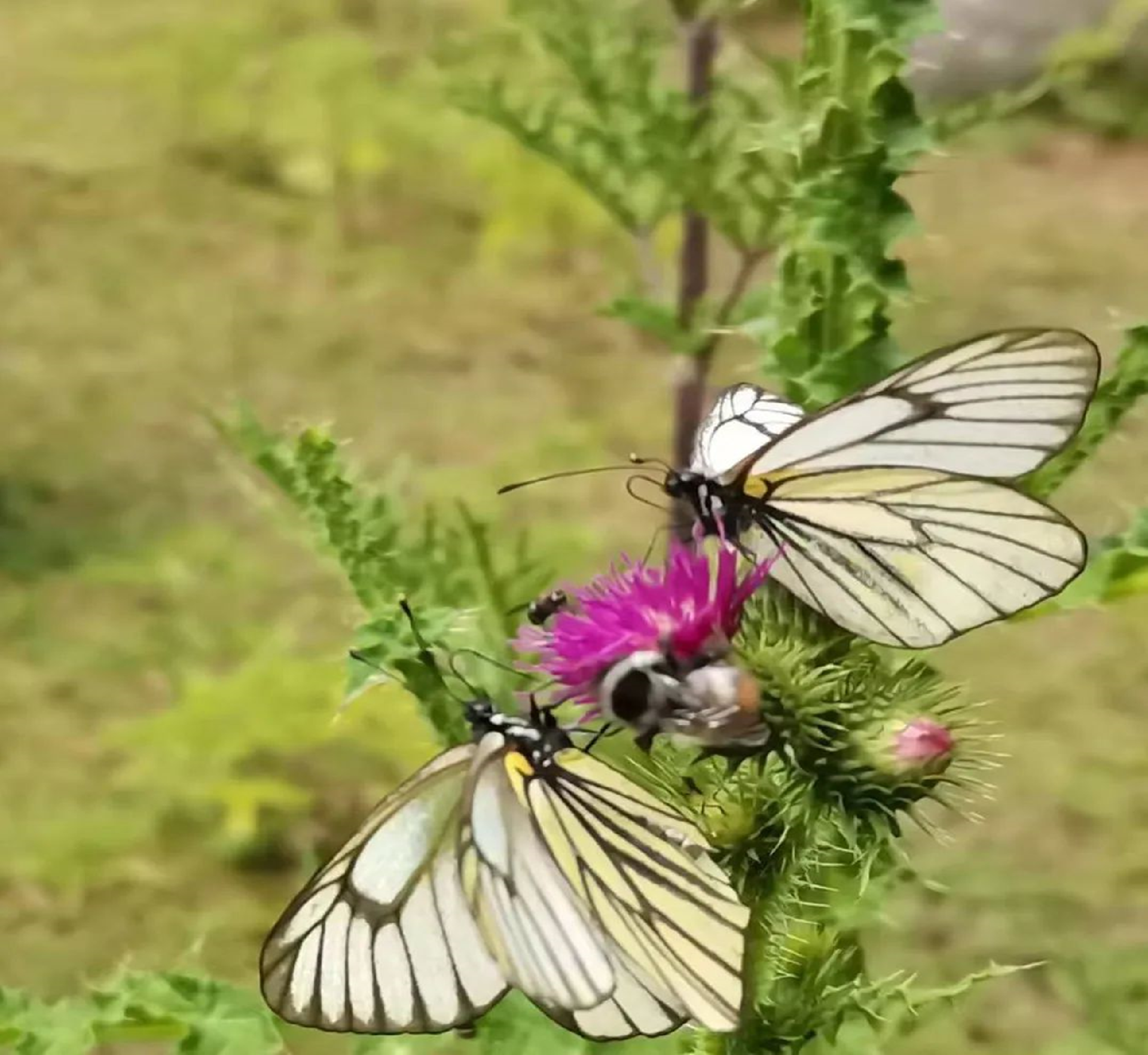 1692946406209574.png image.png